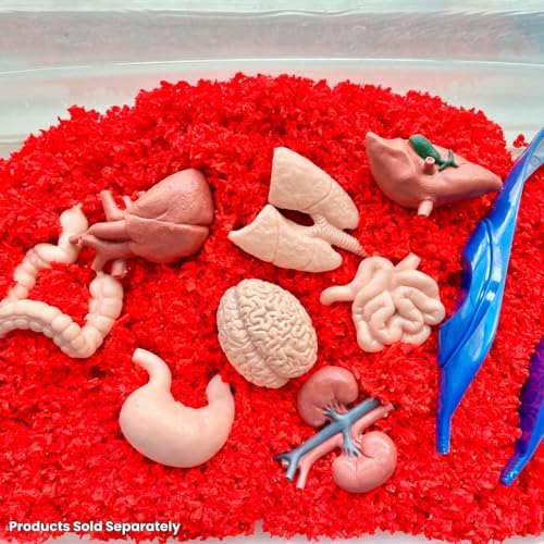 Safari Ltd. Human Organs TOOB - 8 Mini Figurines Including Brain, Heart, Lungs, Liver, Kidneys, Stomach, and Intestines - Anatomy Educational Toy Figures for Boys, Girls & Kids Ages 3+ - Image 6