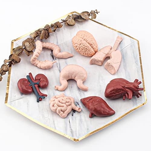 2 Inch 8PCS Human Body Model for Kids Mini Fake Body Parts Sets Human Anatomy Model Anatomy and Physiology Good Tools Students Sciences Learning Kit for Boys Girls Kids - Image 6