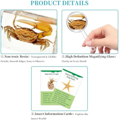 12Pcs Marine Specimen Set in Resin – Real Taxidermy Sea Creatures Collection with Magnifier for Marine Biology Decor, Display & Ocean Lovers Gift - Image 3