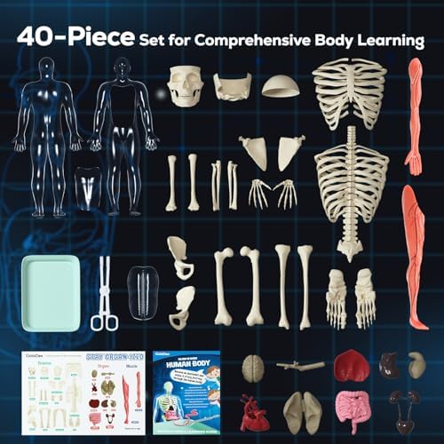 GobiDex Human Body Skeleton Model Kit, Glow in The Dark Science Kit for Kid - Image 5
