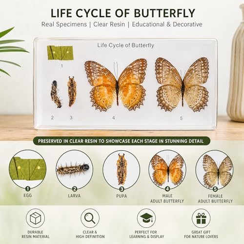 Life Cycle of Common Insect Specimen, Resin Collection Science Toys for Kids Aged 3-12 (Butterfly) - Image 2