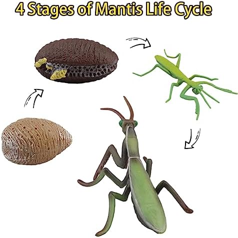 Montessori Life Cycle Animal Figures with Flash Cards, Realistic Animal Figurines Toy, and Educational Matching Game for Kids(Mantis, Locust, Dragonfly) - Image 6