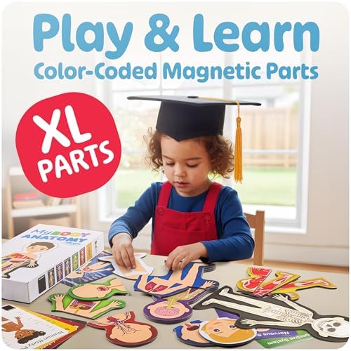 MyBODY Large Human Body Anatomy Model for Kids & Teens - Bottom-to-Top Magnetic Assembly Toy & Educational Learning Kit with Skeleton Base, 7 Puzzle Layers incl. Muscular, Digestive & Nervous Systems - Image 3
