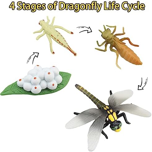 Montessori Life Cycle Animal Figures with Flash Cards, Realistic Animal Figurines Toy, and Educational Matching Game for Kids(Mantis, Locust, Dragonfly) - Image 5