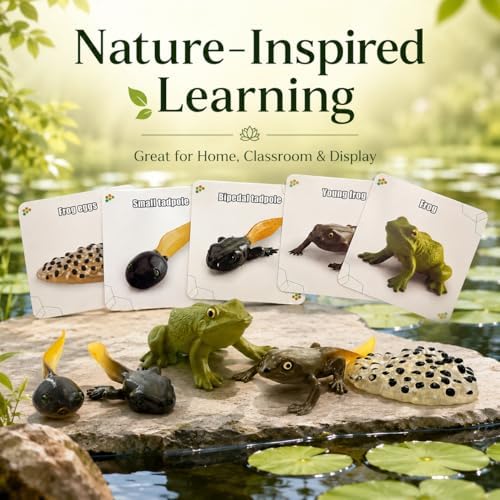 Montessori Life Cycle Animal Figures with Flash Cards, Lifelike Animal Growth Cycle Biological Model Set (Frog) - Image 2