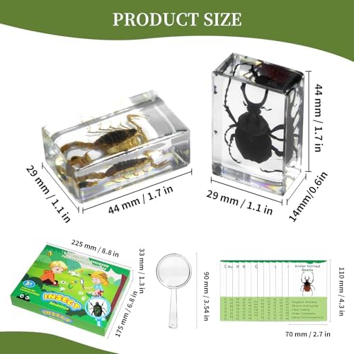 12Pcs Insect Specimens Set, Real Insect Taxidermy in Resin Specimens with Magnifier & Info Cards, Unique Science Educational Bugs, Oddities Gift - Image 2
