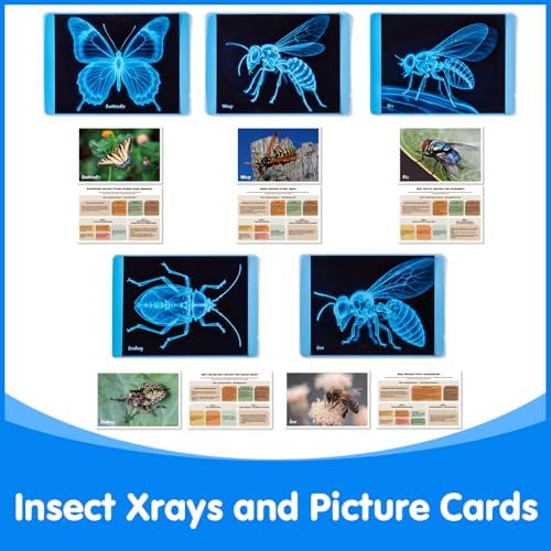 Insect Xrays – Bug Science Kit - Light Table Accessories - Image 4