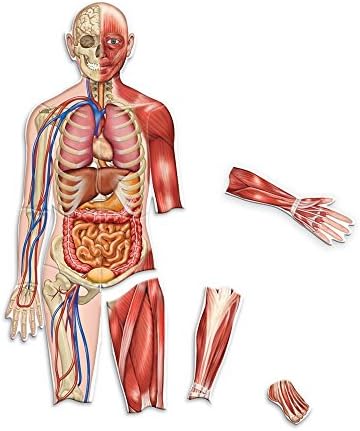 Learning Resources Double-Sided Magnetic Human Body - Image 3