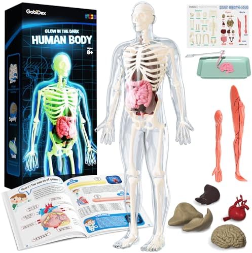 GobiDex Human Body Skeleton Model Kit, Glow in The Dark Science Kit for Kid by GobiDex