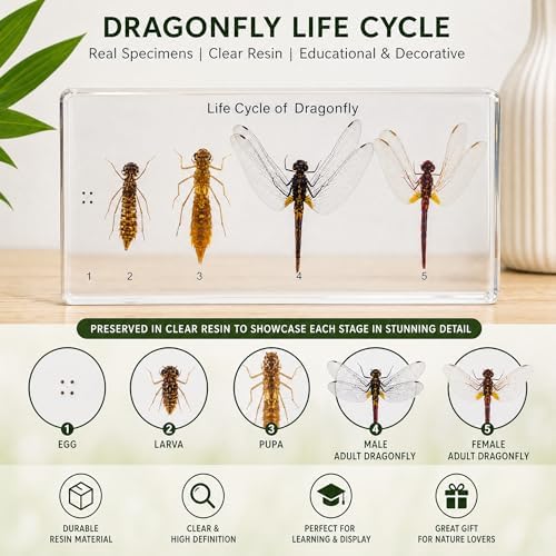 Life Cycle of Common Insect Specimen, Resin Collection Science Toys for Kids Aged 3-12 (Dragonfly) - Image 2