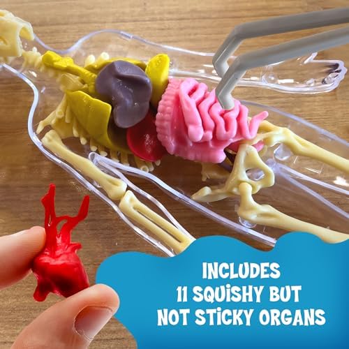 Thames & Kosmos Ooze Labs: Visible Human Body with Squishable Organs - Image 3