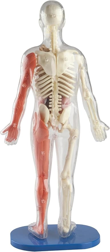 SMARTLAB Toys Squishy Human Body with 21 Removable Body Parts with Anatomy Book - Image 3
