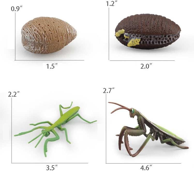 Montessori Life Cycle Animal Figures with Flash Cards, Realistic Animal Figurines Toy, and Educational Matching Game for Kids(Mantis, Locust, Dragonfly) - Image 2