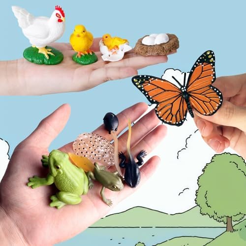 6 Set Montessori Life Cycle Learning Toys - Early Education Activities for Kids - Image 3