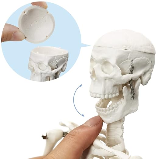 HADWYN Full Body 17.7" High Human Body Skeleton Model for Anatomy - Image 4