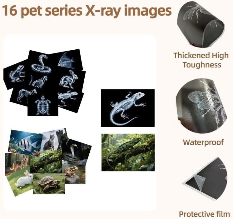 16 Animal X-Ray Set, Educational Science Kit for Kids to Explore Bone Structures for Lightstand Accessories, Light and Shadow Areas (Pets Series) - Image 4