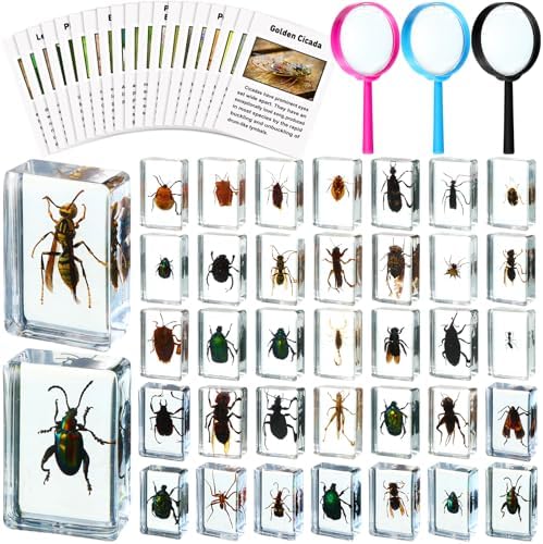 GlikCeil 36 Pcs Insect in Resin Specimen Bugs Discovery Kit Collection Paperweight Bug with Information Flash Cards Preserved in Resin with 3 Magnifier for Scientific Educational Display Supplies by GlikCeil