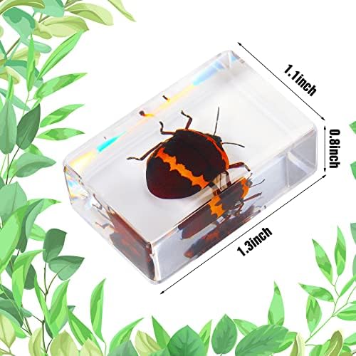 12 Pcs Insect Specimens for Kids Bug Collection Kit, Cricket - Image 5