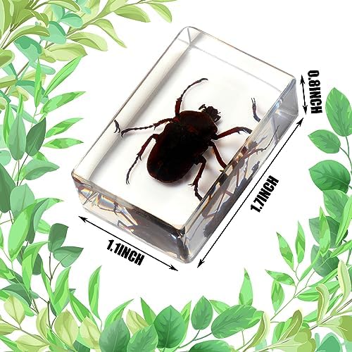 12 Pcs Insect Specimens for Kids Bug Collection Kit, Glowworm - Image 3