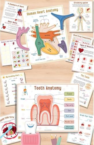 Human Body Anatomy Busy Book for Kids, Interactive Anatomy Binder - Image 2