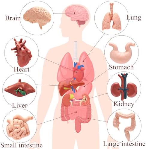 8 PCS Mini Human Body Model for Kids, Human Organ Model Anatomy, Physiology 3D Realistic Study Tools for Students Sciences Class Learn - Image 4