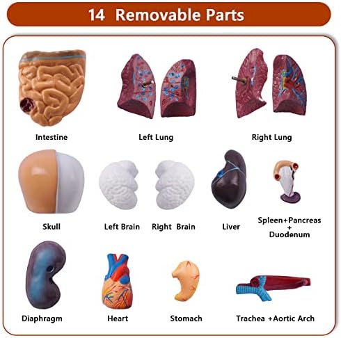 breesky 10.5inch Medical Torso Human Body Model Anatomy Doll 15 Removable Parts Education Organs Model for Teaching Study Class Students - Image 5