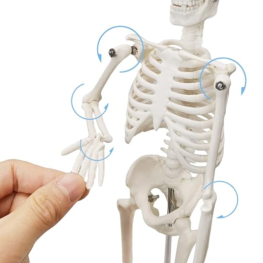 HADWYN Full Body 17.7" High Human Body Skeleton Model for Anatomy - Image 5