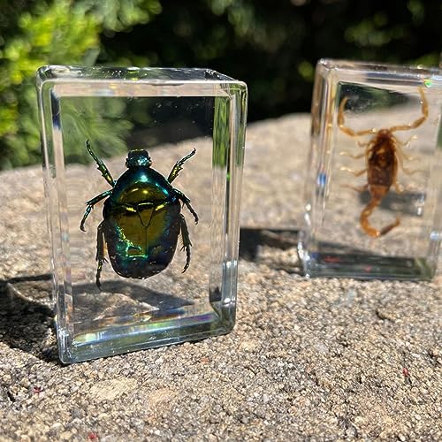 Geoworld 10 Insect Specimens Set - Real Beetles, Scorpions, Crickets in Resin with Magnifying Glass & Booklet - Great for Science Projects - Kids Scientific Educational Toy - Image 4