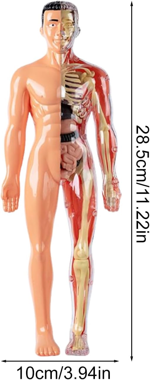 3D Human Body Anatomy Model, Removable Organs Educational Toy for Science Teaching, Translucent Transparent Glow-in-Dark Torso Model for Kids Students, 10x28.5cm - Image 5
