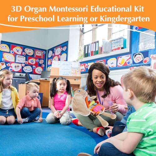 Vocheer Human Body Anatomy Toy, Montessori Preschool Educational Plush - Image 4