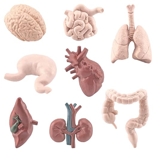 Human Model Human Body Organs for Human Anatomy Body Parts Learning Toy Human System Model,8Pcs 3D Anatomy Model Prop Plastic,Educational Toys for Kids (Graphic Color) by Unknown