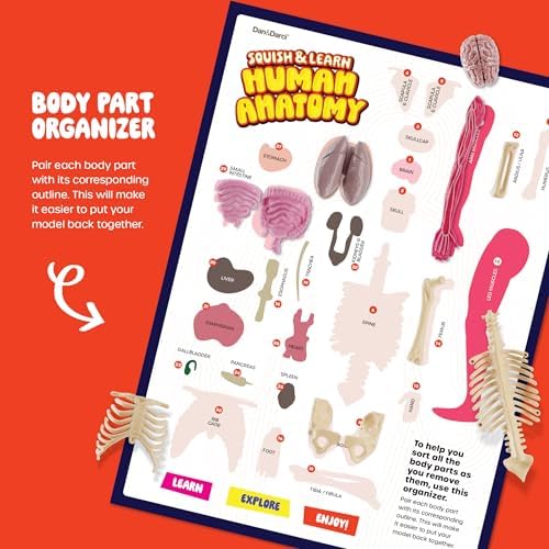 Human Anatomy Squishy Body Model - STEM Science Kits for Kids Ages 4-8 - Image 5