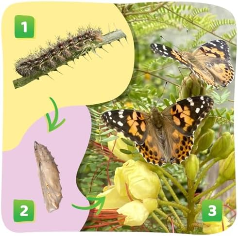 Insect Lore Butterfly Farm - Live Cup of 5 Caterpillars, Reusable Habitat, STEM Butterfly Activity Journal & Supplies - Grow, Observe and Release Painted Lady Butterflies - Image 5