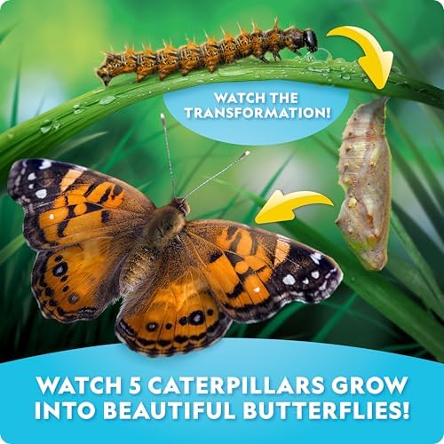 National Geographic Ultimate Butterfly Growing Habitat Kit for Kids - Image 3
