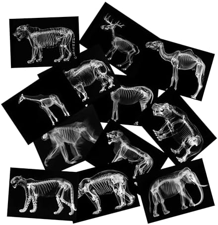 Animal X-Ray Set, Educational Science Kit, Light Table Accessory for Children (Wild Animals) by SZREGGIO
