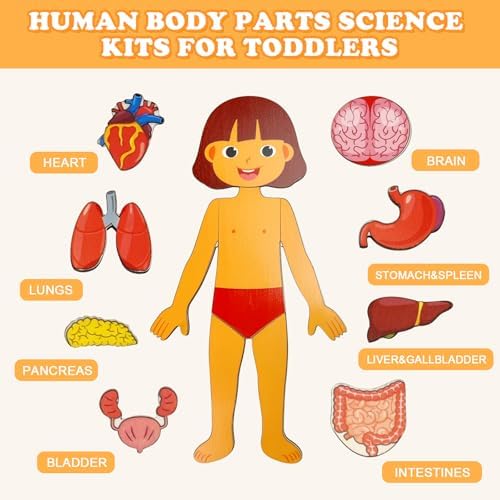 Wooden Body Puzzles for Kids, Toddler Montessori 14 Pieces Girl Anatomy Puzzle, Human Body Learning Toy with Internal Organs Early STEM Educational Toy for Boys and Girls Ages 3 4 5 6 Years Old - Image 2