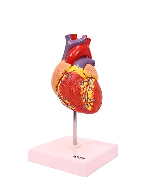 Axis Scientific Life-Size Human Heart Model - Image 2