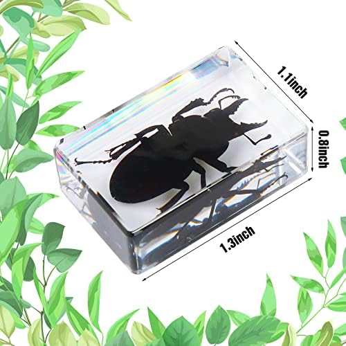 12 Pcs Insect Specimens for Kids Bug Collection Kit, Insect - Image 3