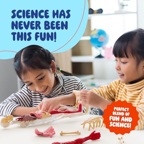 Human Anatomy Squishy Body Model - STEM Science Kits for Kids Ages 4-8 - Image 6