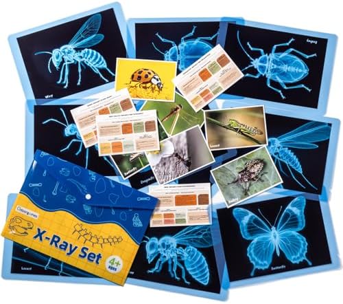 Insect Xrays – Bug Science Kit - Light Table Accessories by Odoorgames