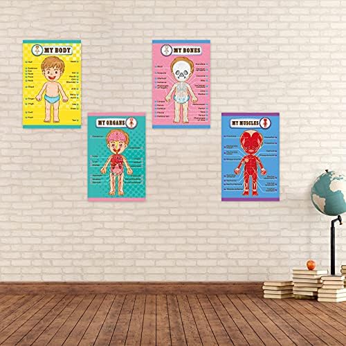 Outus 4 Pcs Human Body Parts Posters for Kids, 11 x 17 Inch - Image 4