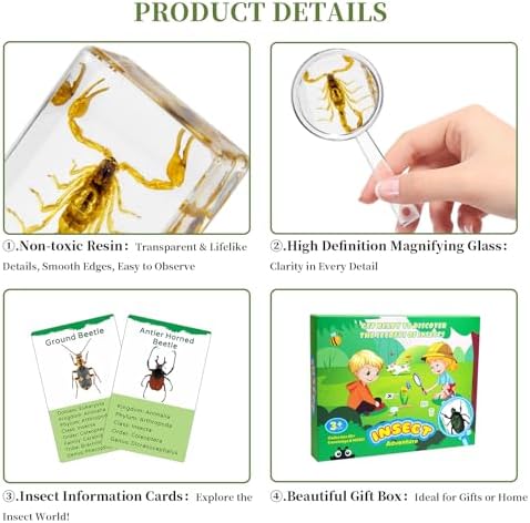 12Pcs Insect Specimens Set, Real Insect Taxidermy in Resin Specimens with Magnifier & Info Cards, Unique Science Educational Bugs, Oddities Gift - Image 3