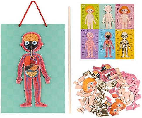 Human Body Puzzle for Kids Toddlers 90PCS Magnetic Boy Girl Anatomy Play Set Body Parts Organs Muscles Skeleton and Bones Wooden Puzzle Toys Aged 3+ Educational Learning Preschool Toys - Image 6