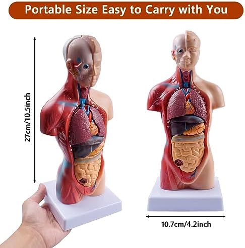breesky 10.5inch Medical Torso Human Body Model Anatomy 15 Removable Parts Education Organs Model for Teaching Study Class Students (Red) - Image 2