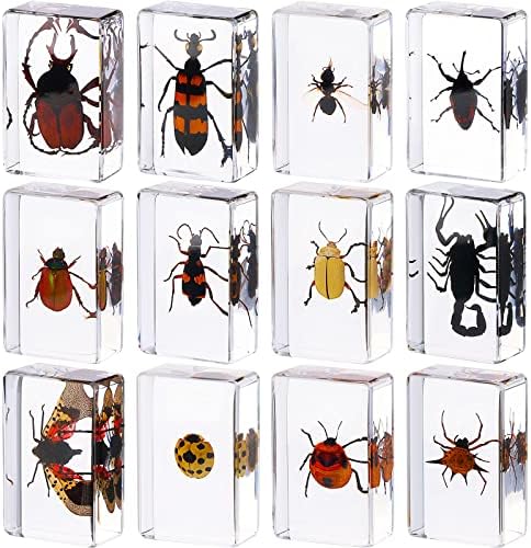 12 Pcs Insect Specimens for Kids Bug Collection Kit, Ladybug by Macarrie