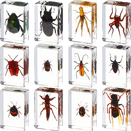 12 Pcs Insect Specimens for Kids Bug Collection Kit, Insect by Macarrie