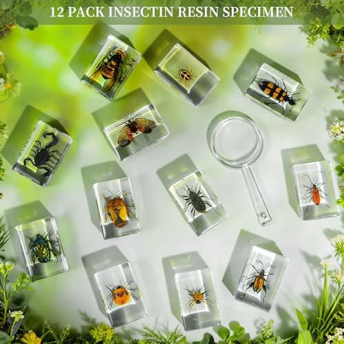 12Pcs Insect Specimens Set, Real Insect Taxidermy in Resin Specimens with Magnifier & Info Cards, Unique Science Classroom Science Education Animal Specimens, Bug Preserved, Oddities, Biology - Image 5