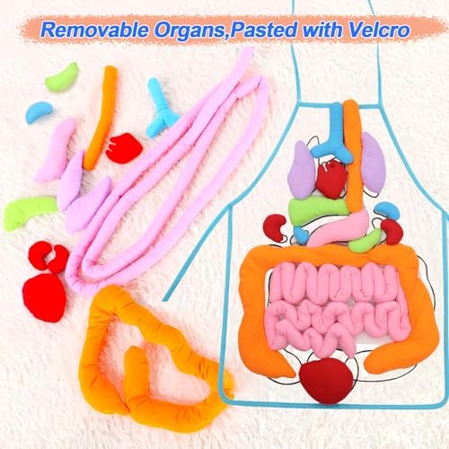 KAKIBLIN 3D Organ Apron,(Upgrade Version) Anatomy Apron Human Body Organs Awareness Educational Toy for Home Preschool Teaching Aid, Transparent - Image 3