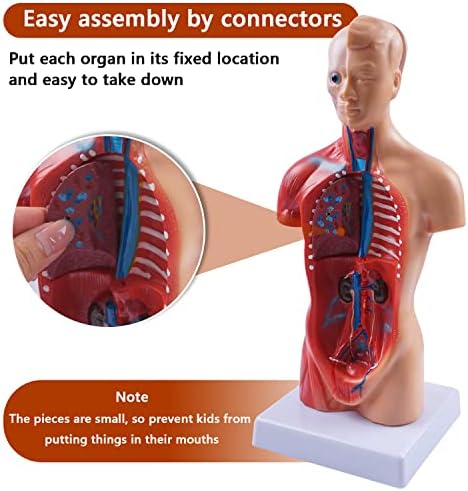 breesky 10.5inch Medical Torso Human Body Model Anatomy 15 Removable Parts Education Organs Model for Teaching Study Class Students (Red) - Image 4