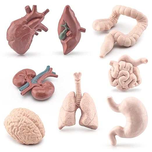 Human Model Human Body Organs for Human Anatomy Body Parts Learning Toy Human System Model,8Pcs 3D Anatomy Model Prop Plastic,Educational Toys for Kids (Graphic Color) - Image 7